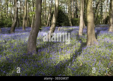Les grosses cloches fournissent une couverture au sol dans un parc forestier dans les bois de Londres dans la lumière du soleil et des ombres étanches un jour de printemps au Royaume-Uni Banque D'Images