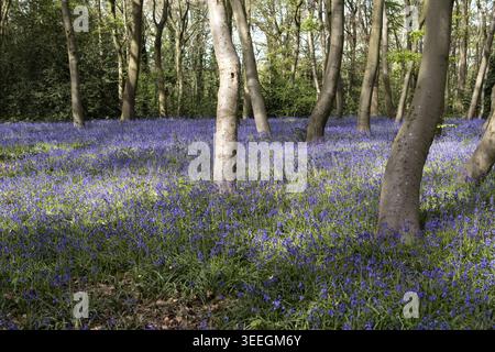 Les grosses cloches fournissent une couverture au sol dans un parc forestier dans les bois de Londres dans la lumière du soleil et des ombres étanches un jour de printemps au Royaume-Uni Banque D'Images