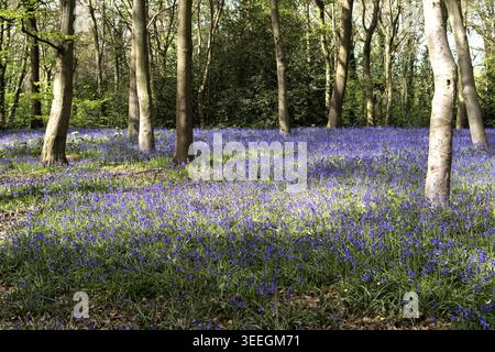 Les grosses cloches fournissent une couverture au sol dans un parc forestier dans les bois de Londres dans la lumière du soleil et des ombres étanches un jour de printemps au Royaume-Uni Banque D'Images