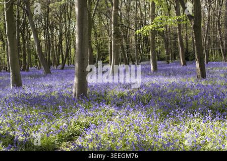 Les grosses cloches fournissent une couverture au sol dans un parc forestier dans les bois de Londres dans la lumière du soleil et des ombres étanches un jour de printemps au Royaume-Uni Banque D'Images