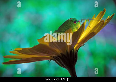 Tettigonia viridissima (Grand vert Bush-cricket) sur fleur jaune avec des yeux violets, macro printemps été Banque D'Images