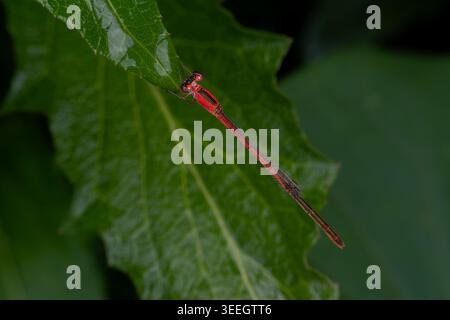 Une damoiselle rouge éclatante ou un zygoptère reposant sur une feuille verte texturée avec des gouttelettes d'eau après la pluie, capturée dans un plan macro détaillé Banque D'Images