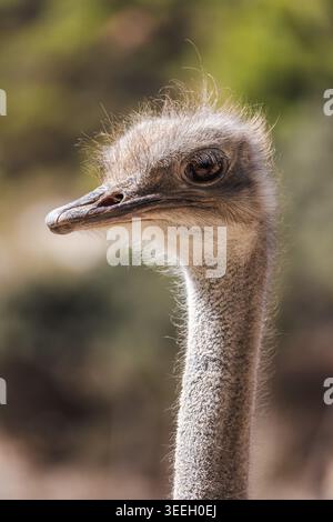 Portrait profil côté autruche avec plumes moelleuses et long cou, gros plan vertical sur fond naturel flou Banque D'Images