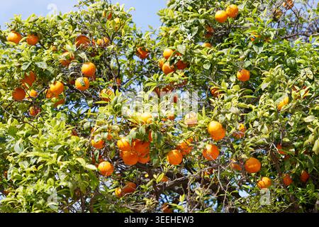 Oranges mûres accrochées à un oranger feuillu sous le ciel bleu, scène de verger extérieur ensoleillé avec des fruits abondants et un feuillage vert. Banque D'Images