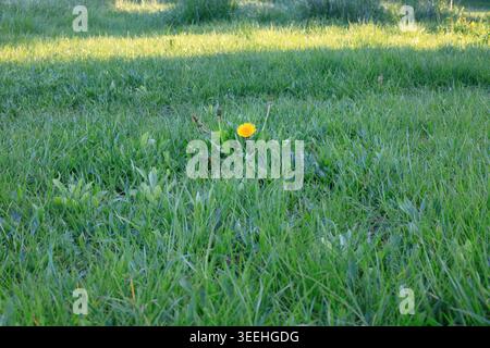 Fleur de pissenlit jaune avec des bourgeons fermés sur une pelouse verte. Fond d'herbe de prairie de printemps. Accents floraux lumineux sur l'herbe verte. Banque D'Images