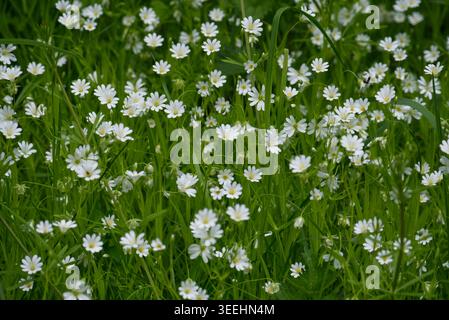Multitude de petites fleurs blanches moindres en herbe verte. Banque D'Images