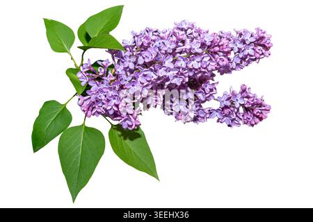 Branche liliaque de fleurs lilas violettes en fleurs avec des feuilles vertes isolées sur blanc, chemin de découpage inclus Banque D'Images