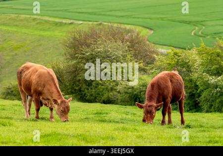 Deux bovins de boucherie du Limousin paissent sur des pâturages verdoyants dans le paysage agricole vallonné de l'East Yorkshire, en Angleterre. Scène agricole rurale britannique Banque D'Images