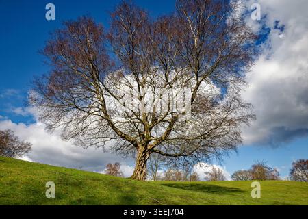 Un arbre mature sans feuilles sur une journée ensoleillée d'hiver dans les prairies et avec de l'écorce noueuse, Heaton Park, Manchester, Angleterre. Banque D'Images