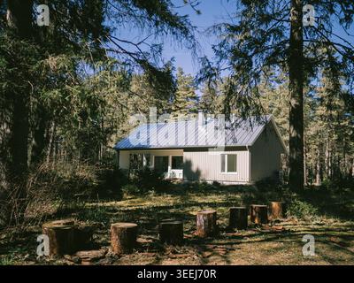 Petite cabane blanche entourée d'une forêt de pins avec des souches de bois dans la clairière près de Treppoja, Estonie, printemps Banque D'Images