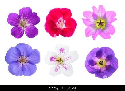 Têtes de fleurs de géranium isolées sur fond blanc Banque D'Images