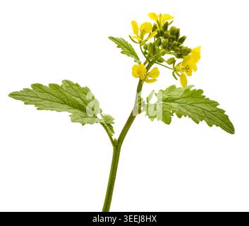 Gros plan de fleur de moutarde jaune, Sinapis alba, isolé sur fond blanc. Plante botanique et agricole avec pétales lumineux, macro vie détaillée Banque D'Images