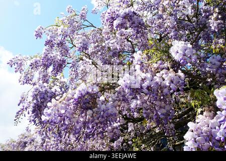 Wisteria pourpre en cascade (Wisteria sinensis) en pleine floraison printanière, avec de denses grappes de fleurs suspendues et un feuillage vert poussant en plein soleil. Banque D'Images