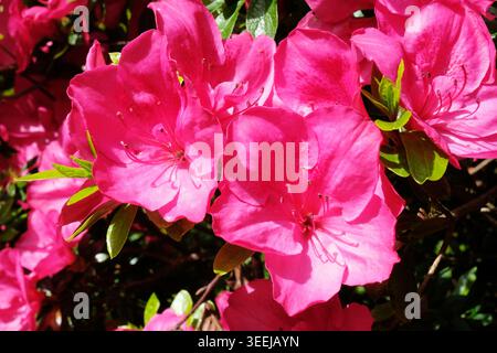 Grappe vibrante de fleurs d'azalée rose chaude (Rhododendron Indicum) en pleine floraison dans un jardin de Cornouailles au printemps. Banque D'Images