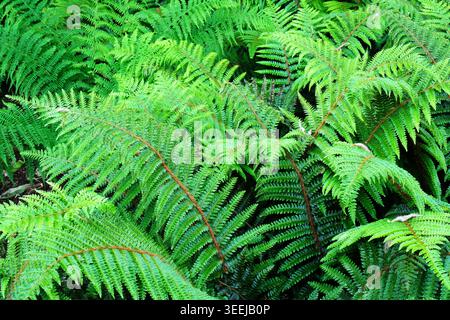 Une vue dense et plein écran de frondes de fougères japonaises en dentelle verte vibrante (Polystichum Polyblepharum) poussant dans un jardin boisé luxuriant. Banque D'Images