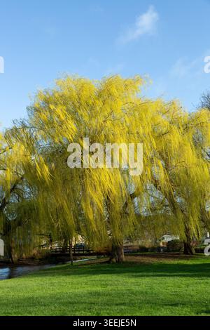 Magnifique arbre de saule pleureur dans Queen Elizabeth Gardens Salisbury, Wiltshire, Angleterre Banque D'Images