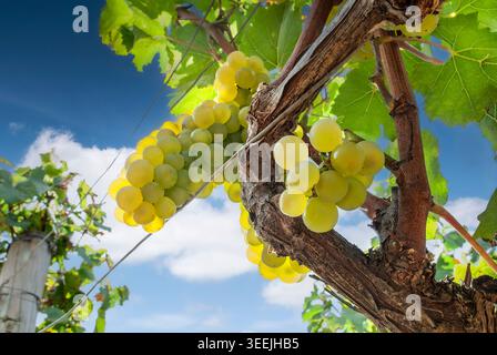 Pernand Vergelesses Chardonnay raisins mûrs sur la vigne, point de vue bas en attente de vendanges imminentes dans le vignoble ensoleillé du domaine Bonneau du Martray, Pernand-Vergelesses Cote d'Or, France Banque D'Images