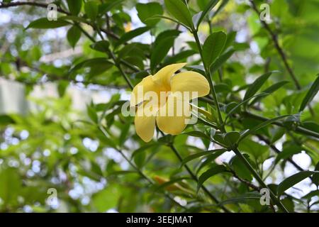 Vue d'une fleur de couleur jaune connue sous le nom de trompette dorée (Allamanda cathartica) fleurissant dans le jardin Banque D'Images