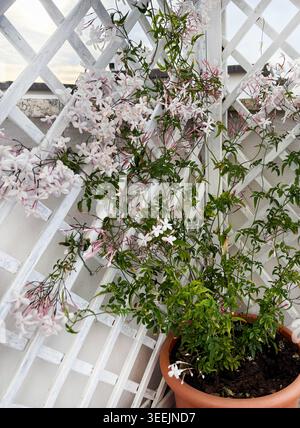 Fleurs de jasmin rose (Jasminum polyanthum) fleurissant au printemps sur une clôture en treillis de bois blanc. Banque D'Images