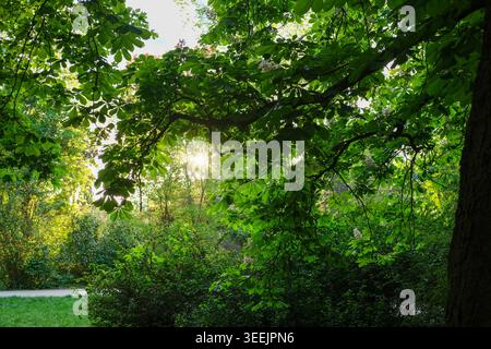 La lumière du soleil filtre à travers les feuilles vertes et les fleurs d'un châtaignier dans un parc. Banque D'Images