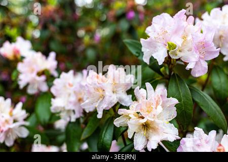Fleurs de rhododendrons roses, rhododendrons Gomer Waterer, fleurissant au printemps Banque D'Images
