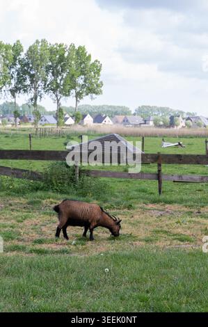 Scène de campagne pastorale. Paysage rural serein avec des animaux. Cadre de ferme paisible avec moutons et arbres. Environnement rural tranquille avec Shee Banque D'Images