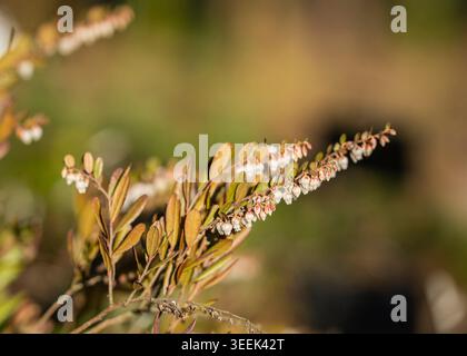 Feuille de cuir ou cassandre (Chamaedaphne calyculata) avec de délicates fleurs blanches en forme de cloche et un feuillage vert bronze brillant par la lumière naturelle chaude du soleil. Banque D'Images