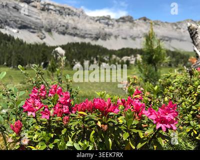 Fleurs roses roses des Alpes avec panorama des montagnes dans les Alpes suisses Banque D'Images