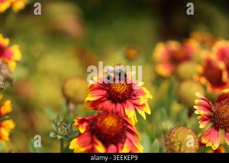 Un bourdon (Bombus sp.) Recueille le nectar d'une fleur de couverture rouge et jaune (Gaillardia). Le corps flou de l’insecte est couvert de pollen lorsqu’il se nourrit Banque D'Images