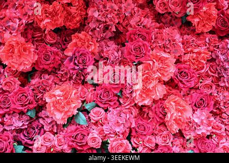 Un fond floral lumineux et vibrant avec des roses roses serrées, des pivoines et des fleurs de style hortensia. Ce mur de fleurs haute résolution cr Banque D'Images