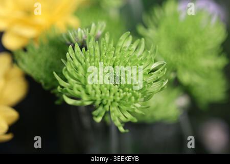 Image macro d'un chrysanthème d'araignée verte (Chrysanthemum morifolium) avec de fins pétales allongés et des gouttelettes de rosée visibles. L'isolat de foyer sélectif Banque D'Images