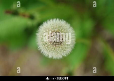 Vue macro d'une tête de graines de pissenlit (Taraxacum officinale) montrant des graines et des filaments individuels éclairés par la lumière naturelle. Capture le SY radial Banque D'Images