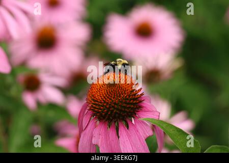 Un bourdon (Bombus sp.) Se nourrissant du cône central d'un coneflower violet (Echinacea purpurea), entouré de pétales roses floues à la lumière de l'été. Banque D'Images