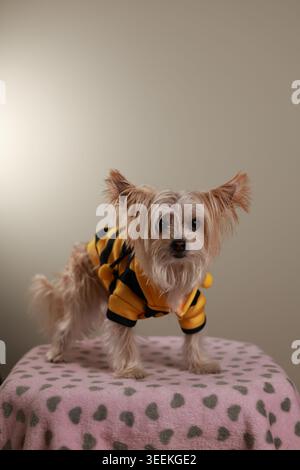 Petit chien terrier mix portant un costume jaune et noir Bumblebee Halloween debout sur une couverture rose à imprimé coeur sur fond neutre Banque D'Images