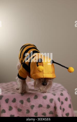 Petit chien entièrement vêtu d'un costume de bourdon jaune et noir avec antennes et capuche, la tête en bas sur une couverture rose à imprimé coeur Banque D'Images