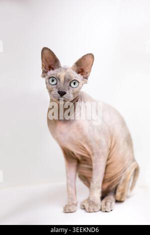 Un chat Sphynx sans poils regardant la caméra avec une expression aux yeux larges Banque D'Images