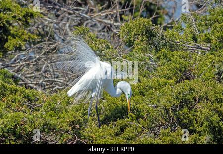 Great Egret, Ardea alba, montrant le plumage de reproduction sur le site de nidification par un après-midi de printemps lumineux à Ocean City, NJ Banque D'Images