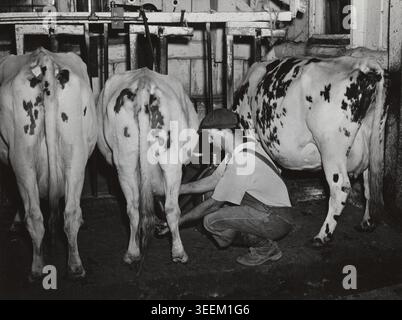 Photo historique de William Gaynor, un producteur laitier de la Farm Security Administration, ajustant une machine à traire tout en s'occupant des vaches Holstein dans une ferme près de Fairfield, Vermont, photographiée par Jack Delano en août 1941. Banque D'Images