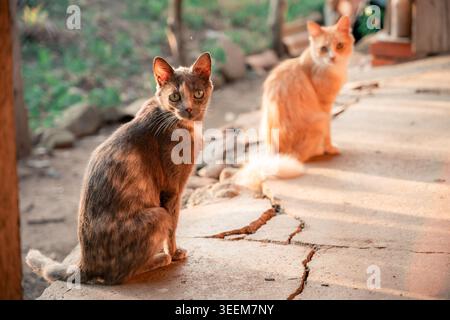 Deux chats domestiques — un écaille de tortue et un tabby orange — sont assis sur un trottoir de béton fissuré dans un village rural, se prélassant dans la lumière chaude du soleil de l'heure d'or, p Banque D'Images