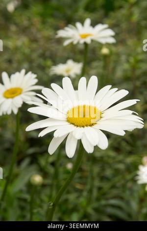 fleur blanche shasta marguerite avec disque central jaune en arrière-plan de jardin, vue de dessus gros plan avec flou Banque D'Images