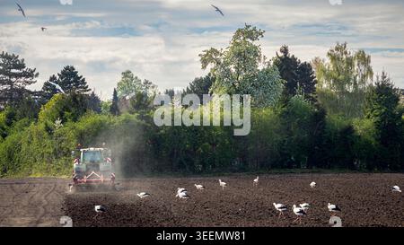 Cigognes blanches suivant un tracteur pendant le labourage printanier sur un champ agricole près de Zurich, Suisse Banque D'Images