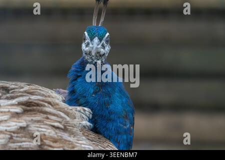 Peacock indien Pavo cristatus portrait de la tête frontale de peaufinon bleu irisé, captif, Royaume-Uni Banque D'Images
