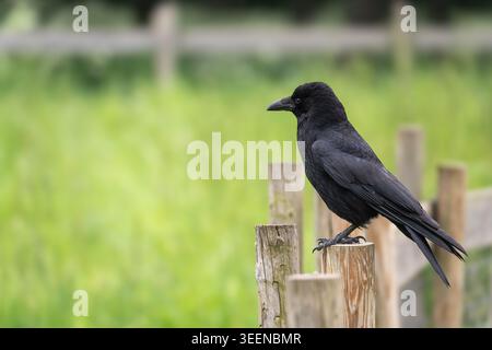 Corone Carrion Crow Corvus perché sur un poteau de clôture en bois, prairie verte derrière, Royaume-Uni Banque D'Images