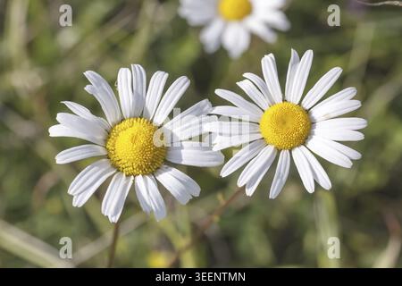 Leucanthemum vulgare, Magerwiesen-Margerite, Wiesen-Margerite, Wiesen-Wucherblume, Margerite - Leucanthemum vulgare, connue sous le nom de « Ox-eye Daisy », Oxeye Banque D'Images