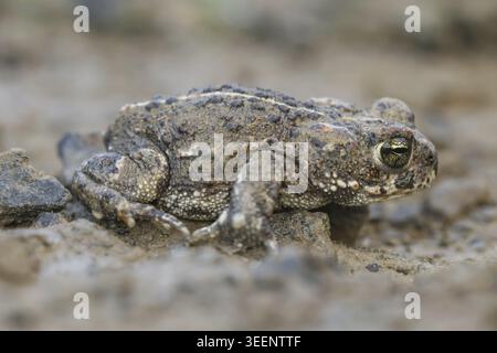 Epidalea calamita, Kreuzkroete (syn. Bufo calamita) - Epidalea calamita, syn. Bufo calamita, connu sous le nom de Natterjack crapaud, courant le crapaud Banque D'Images