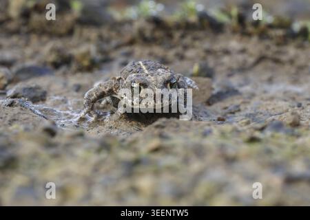 Epidalea calamita, Kreuzkroete (syn. Bufo calamita) - Epidalea calamita, syn. Bufo calamita, connu sous le nom de Natterjack crapaud, courant le crapaud Banque D'Images