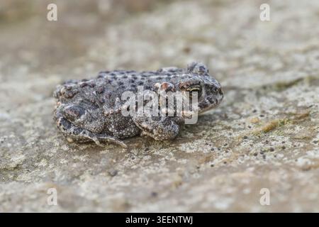 Epidalea calamita, Kreuzkroete (syn. Bufo calamita) - Epidalea calamita, syn. Bufo calamita, connu sous le nom de Natterjack crapaud, courant le crapaud Banque D'Images