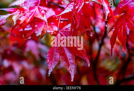 Feuilles d'érable rouge ornées de pierres de pluie et de gouttelettes d'eau en gros plan Banque D'Images