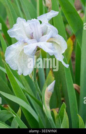 Iris English Cottage, grand iris barbu English Cottage, grandes fleurs blanches parfumées, volantes avec des veines violettes sur les pétales inférieurs, jaune pâle bea Banque D'Images