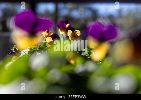Un groupe de pansies violettes et jaunes fleurit dans une lumière naturelle douce avec une faible profondeur de champ soulignant leurs couleurs vives. Banque D'Images